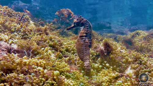 Seepferdchen im natürlichen Lebensraum bei Los Tuneles Insel Isabela im Galapagos Nationalpark in Ecuador. Tierfoto Unterwasseraufnahme