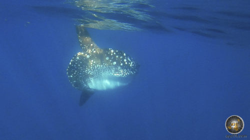 Tierfoto zeigt einen Mondfisch (Latein Mola Mola) kurz unter der Wasseroberfläche am Punta Vicente Roca im Galapagos Nationalpark in Ecuador. Unterwasserfoto beim Schnorcheln.