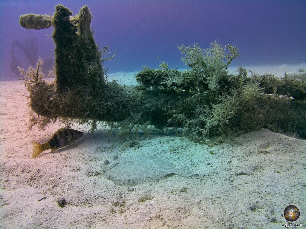 Unterwasserfoto zeigt eine Flunder beim Tauchen in Malta. Wracktauchen beim Wrack P31 vor den Inseln Gozo und Camino. Taucher Aktivurlaub in Malta Europa