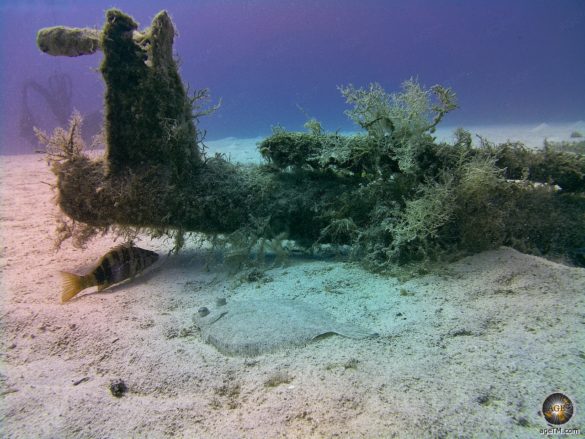 Unterwasserfoto zeigt eine Flunder beim Tauchen in Malta. Wracktauchen beim Wrack P31 vor den Inseln Gozo und Camino. Taucher Aktivurlaub in Malta Europa