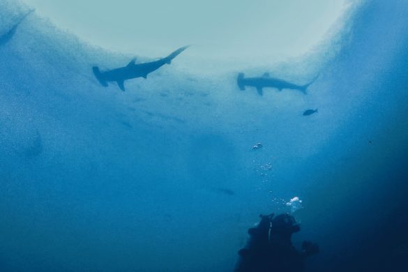 Foto zeigt einen Taucher und 3 Hammerhaie. Tauchen mit Hammerhaien am Kicker Rock vor San Cristobal im Galapagos Nationalpark Ecuador