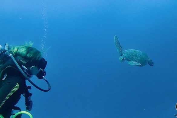Unterwasserfoto zeigt eine Taucherin Beobachtung von Meeresschildkröten. Tauchen mit grüner Meeresschildkröte im Galapagos Nationalpark Ecuador