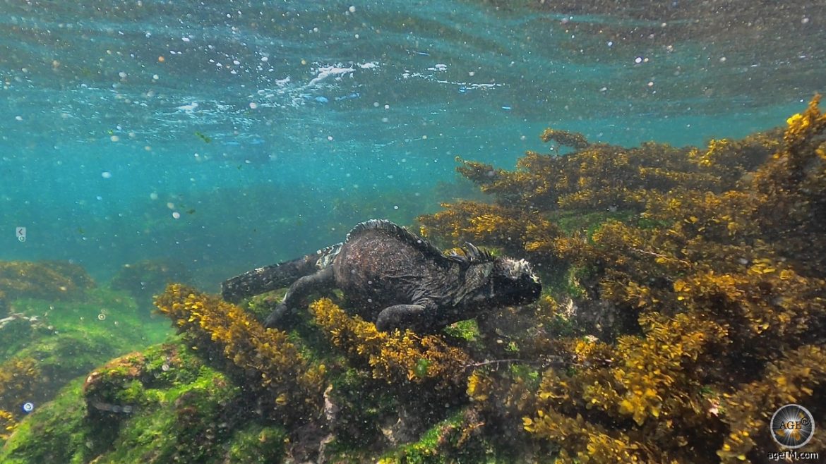 Unterwasserfoto einer tauchenden Meerechse bei Punta Espinosa vor der Insel Fernandina im Galapagos Nationalpark Ecuador