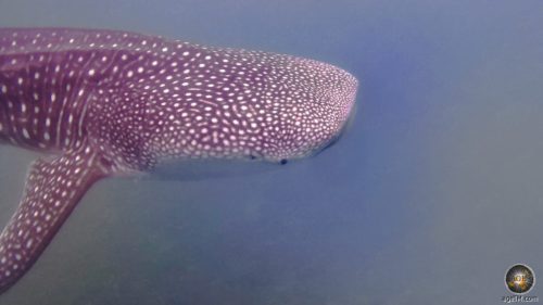 Schwimmen mit Walhaien • Größter Fisch der Welt 3 Tierfoto von einem Walhai Kopf und Maul. Unterwasseraufnahme beim Schwimmen mit Walhaien an der Baja California La Paz in Mexiko