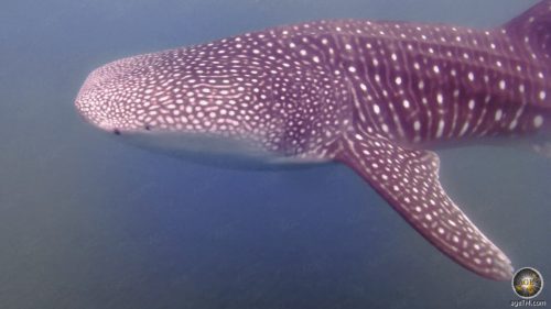 Tierfoto von einem Walhai. Unterwasseraufnahme beim Schwimmen mit Walhaien an der Baja California La Paz in Mexiko