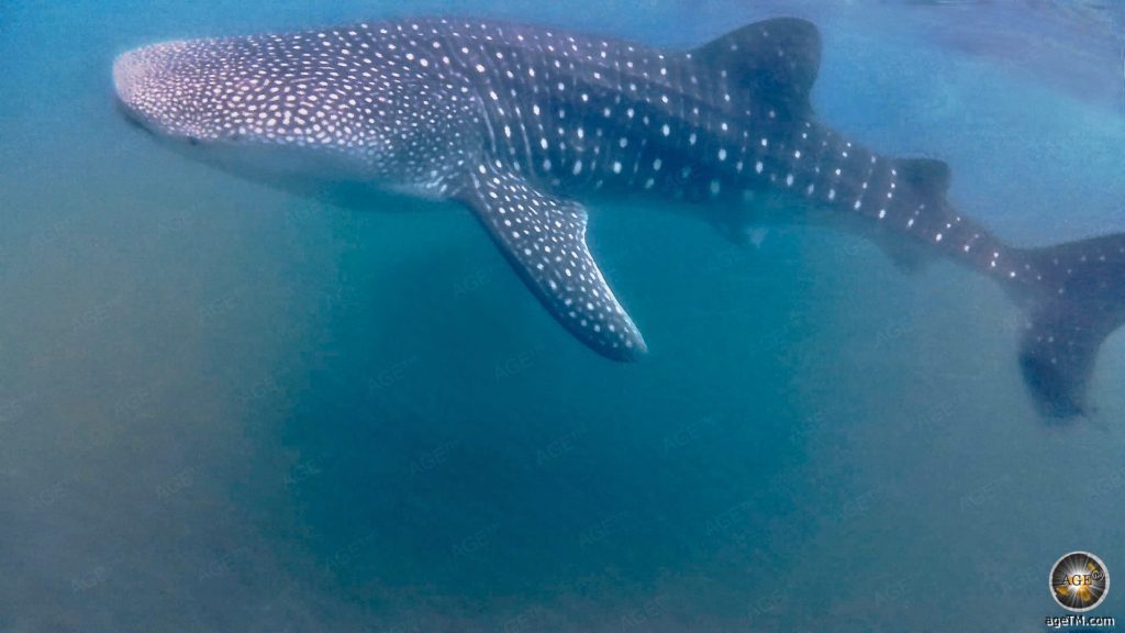 Tierfoto zeigt einen Walhai. Unterwasserfoto beim Schwimmen mit Walhaien an der Baja California bei La Paz in Mexiko