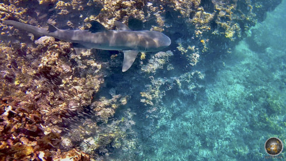 Foto eines Weissspitzen Riffhai (Latein Triaenodon obesus) beim Schnorcheln vor Insel Espanola. Unterwasseraufnahme im Galapagos Nationalpark Ecuador