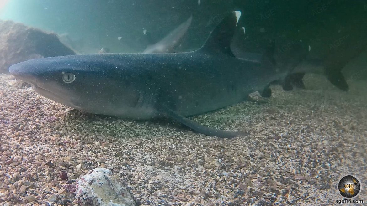 Nahaufnahme vom Weißspitzen-Riffhai (Latein Triaenodon obesus). Unterwasserfoto beim Schnorcheln Los Tuneles Insel Isabela Galapagos Tierwelt unter Wasser
