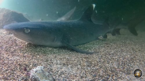 Nahaufnahme vom Weißspitzen-Riffhai (Latein Triaenodon obesus). Unterwasserfoto beim Schnorcheln Los Tuneles Insel Isabela Galapagos Ecuador