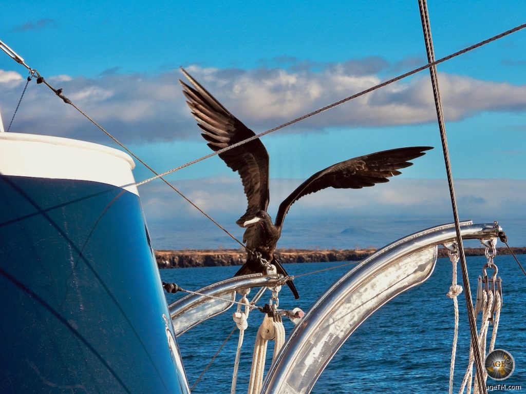 Fregattvogel Insel Genovesa Galapagos Kreuzfahrt auf der Samba