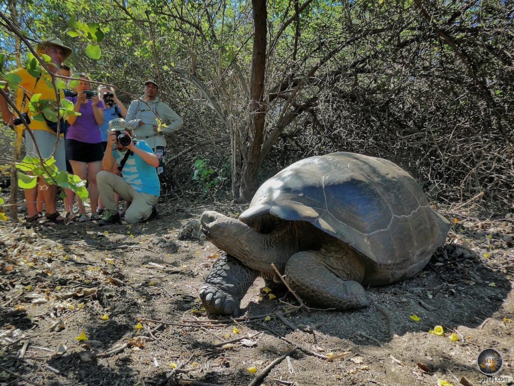 Galapagos Riesenschildkröte auf Insel Isabela - Kreuzfahrt Galapagos