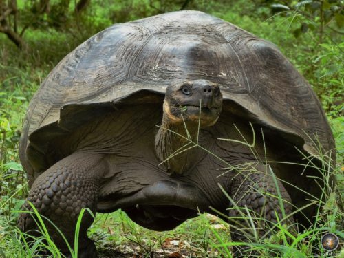 Tierfoto einer Galapagos Riesenschildkröte im Hochland der Insel Ssanta Cruz Ecuador