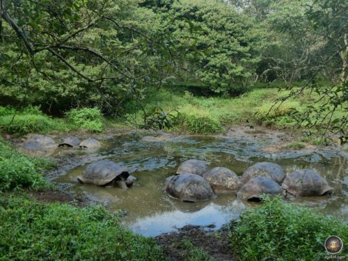 Tierfoto: Eine Gruppe Galapagos Riesenschildkröten beim Baden. Fotografiert mi Hochland der Insel Ssanta Cruz Ecuador