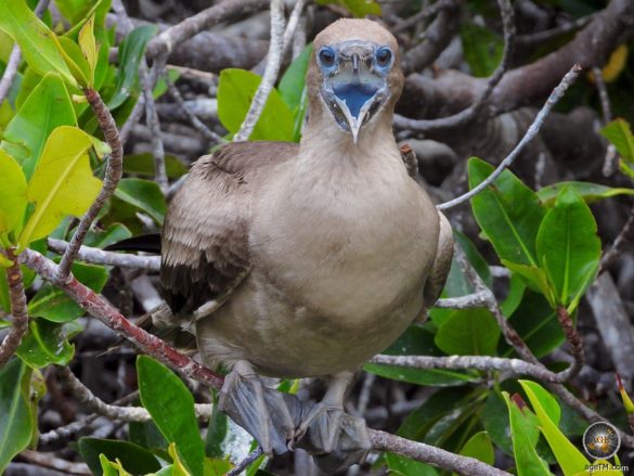 Junger Rotfuss-Tölpel auf Insel Genovesa im UNESCO Welterbe Galapagos Ecuador
