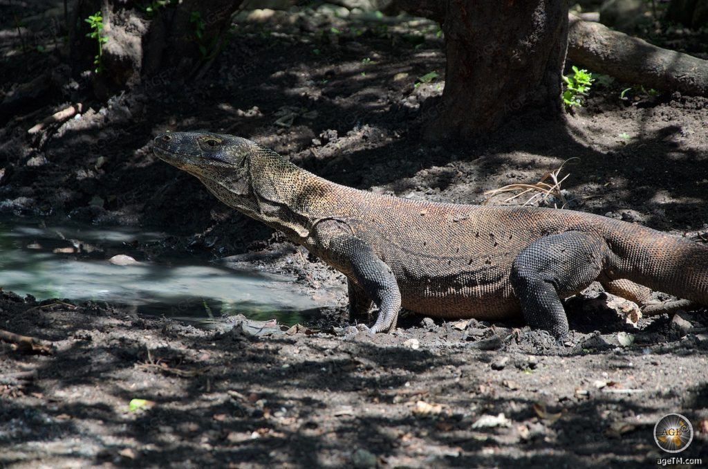 Tierfoto zeigt einen Komodowaran am Wasserloch im Komodo Nationalpark Indonesien - AgeTM Reisemagazin