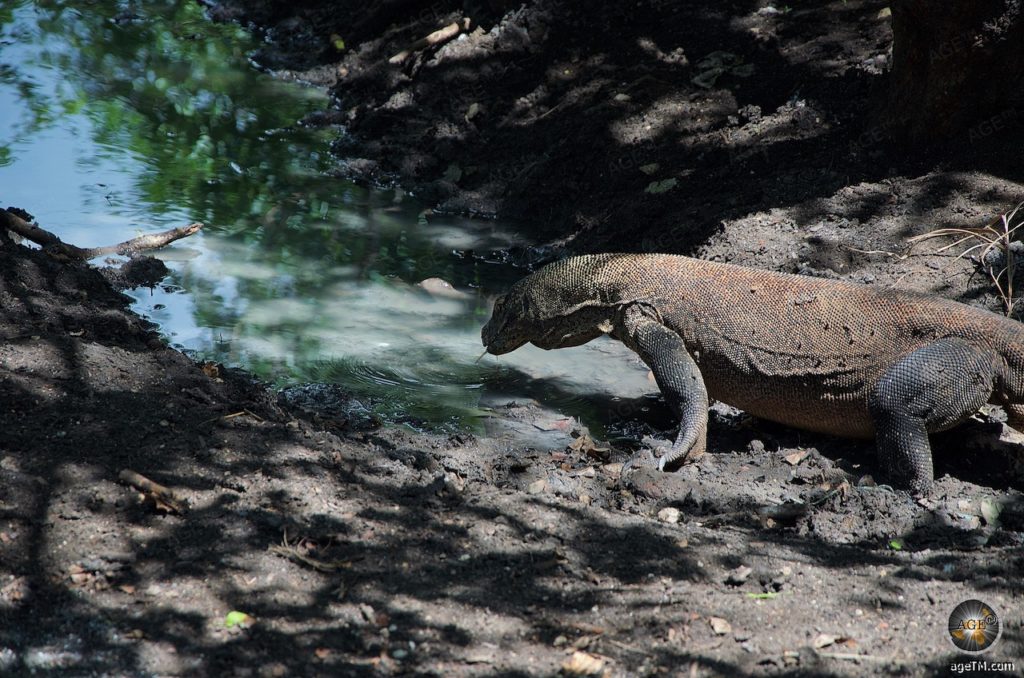 Tierfoto trinkender Komodowaran im Komodo Nationalpark Indonesien - AgeTM Reisemagazin