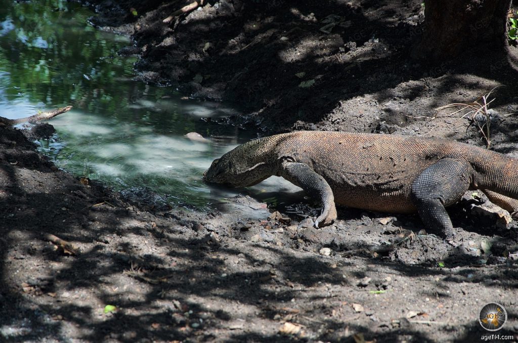 Foto zeigt einen trinkenden Komodowaran im Komodo Nationalpark Indonesien - AgeTM Reisemagazin