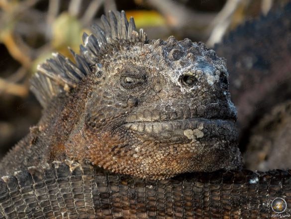Meerechsen Porträt endemische Reptilien auf den Galapagos Inseln Ecuador