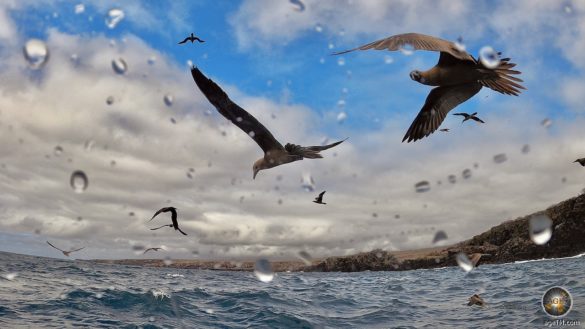 Foto zeigt 10 Red Footed Boobies, die zum Teil sehr nah vor der Kamera fliegen. Aufnahme bei Insel Genovesa im Galapagos Nationalpark Ecuador