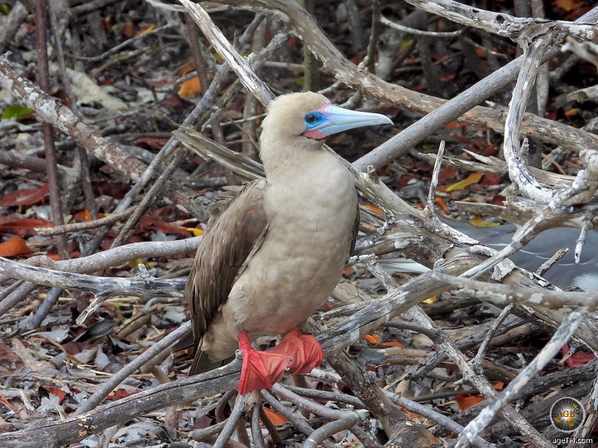 Rotfusstölpel auf Insel Genovesa im Galapagos Nationalpark Ecuador