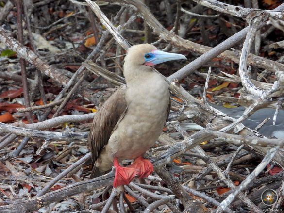 Rotfusstölpel auf Insel Genovesa im Galapagos Nationalpark Ecuador