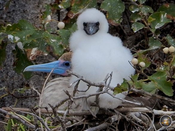 Rotfusstölpel mit Jungtier auf Insel Genovesa Galapagos Nationalpark Ecuador