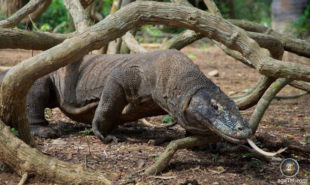 Tierfoto zeigt eine Nahaufnahme von einem Komodowaran der züngelt im Komodo Nationalpark Indonesien