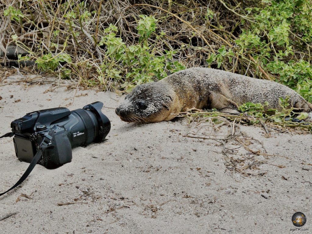 Tierfoto Seelöwen Baby im Galapagos Nationalpark Ecuador