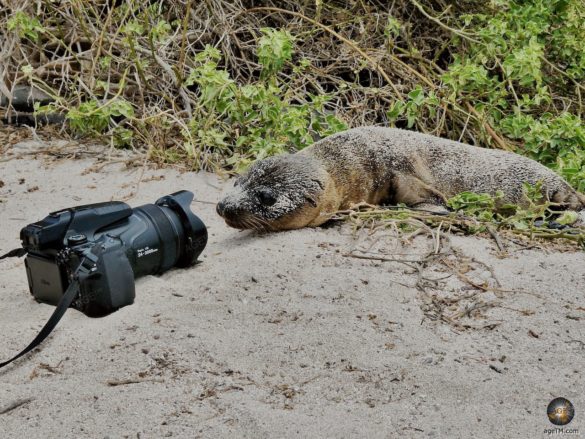Tierfoto Seelöwen Baby im Galapagos Nationalpark Ecuador