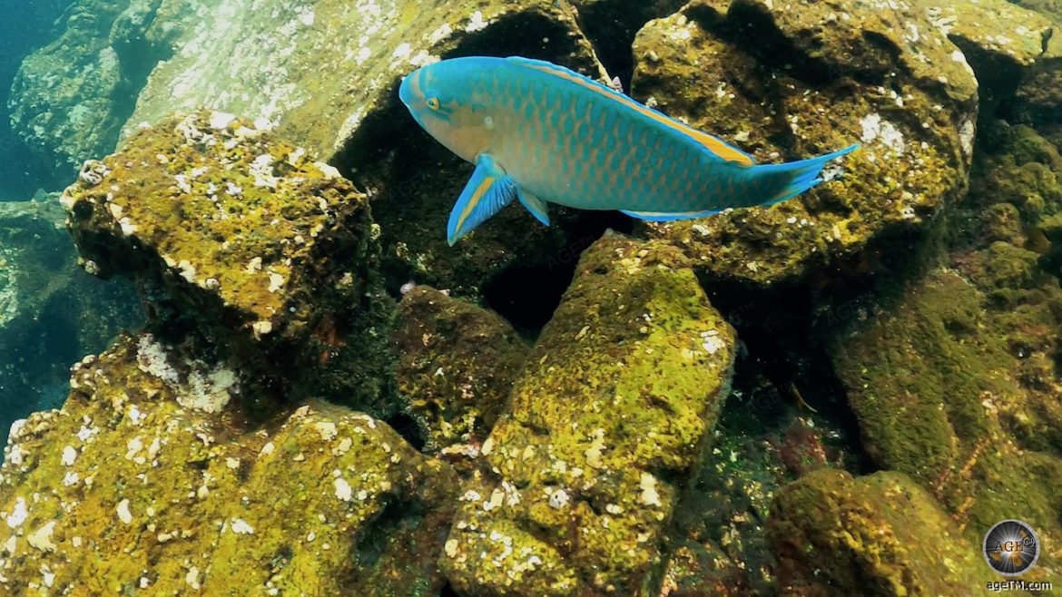 Unterwasseraufnahme von einem mint--farbigen Fisch. Aufgenommen beim Schnorcheln Insel Genovesa Galapagos Nationalpark Ecuador