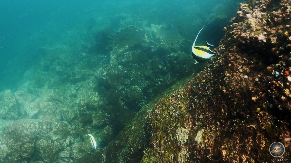 Unterwasserfoto zeigt zwei Fische beim Schnorcheln vor der Insel Genovesa im Galapagos Nationalpark Ecuador