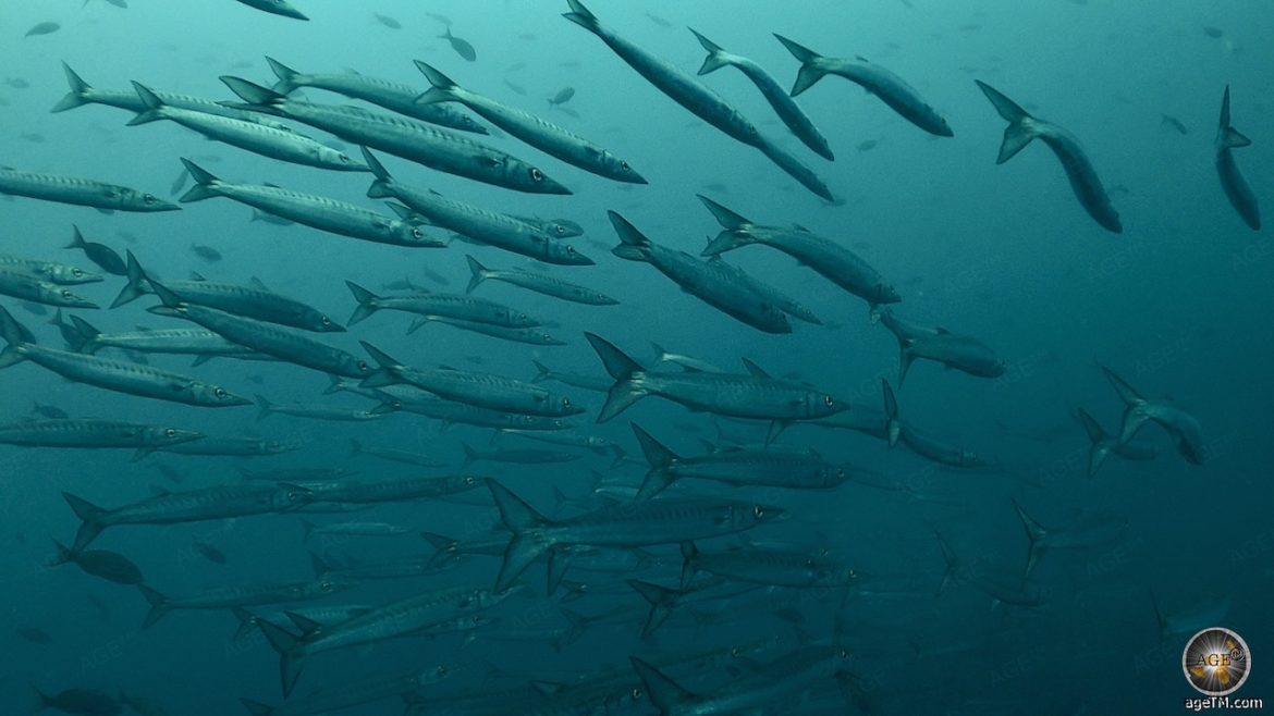 Barrakuda Schwarm beim Steilwand-Tauchen am Kicker Rock vor San Cristobal Galapagos Inseln