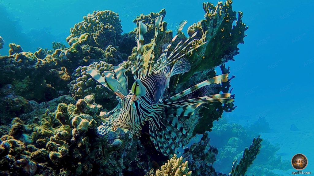 Unterwasseraufnahme vom Feuerfisch beim Tauchen am Roten Meer - Marsa Alam Rotes Meer Ägypten