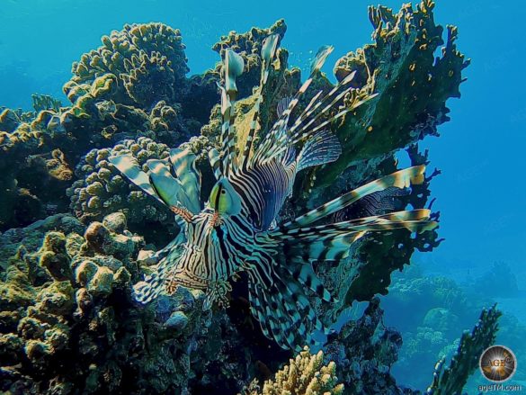 Feuerfisch beim Tauchen in Marsa Alam Rotes Meer Ägypten
