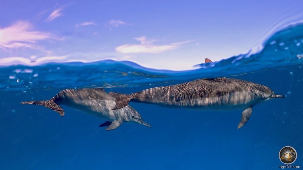 Unterwasserfoto zeigt 2 Delfine am Dolphin House Sha'ab Samadai Rotes Meer Marsa Alam Ägypten