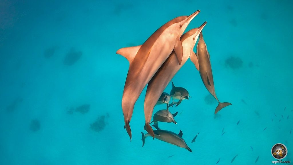 Unterwasserfoto beim Schnorcheln und Tauchen mit Delfinen am Dolphin House Sha'ab Samadai Rotes Meer Marsa Alam Ägypten