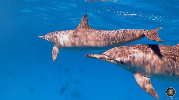 Delfine Schwimmen direkt vor der Kamera am Dolphin House Sha'ab Samadai Rotes Meer Marsa Alam Ägypten