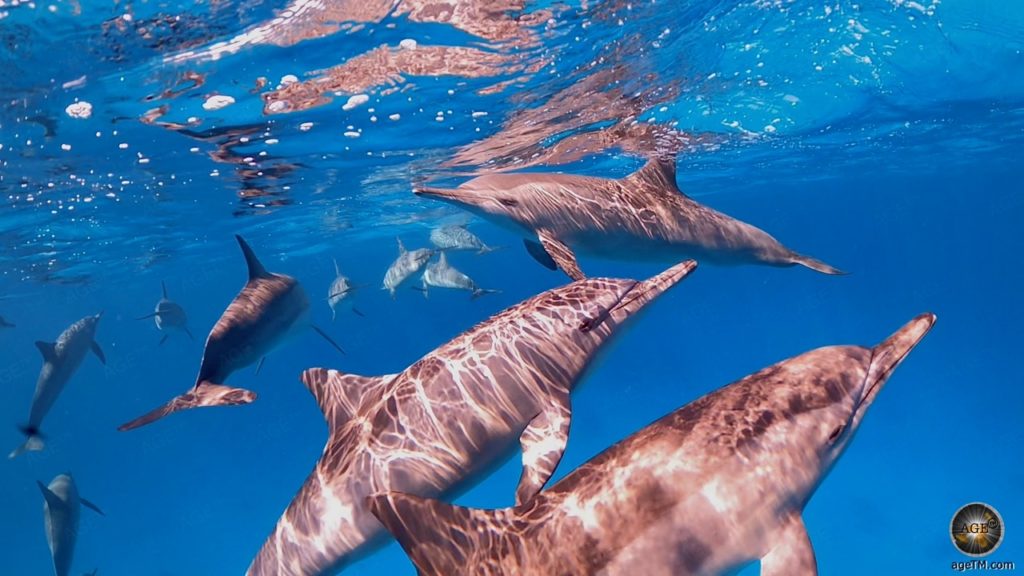 Unterwasserfoto beim Schwimmen und Schnorcheln mit Delfinen am Dolphin House Sha'ab Samadai Rotes Meer Marsa Alam Ägypten