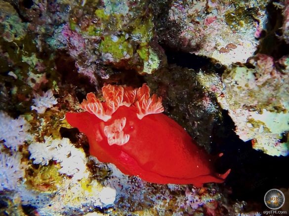 Spanische Tänzerin Nachttauchen The Oasis Hausriff Marsa Alam Rotes Meer Ägypten