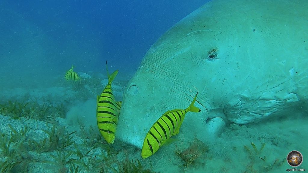 Tauchen mit Seekuh (Dugong) bei Marsa Alam Rotes Meer Ägypten
