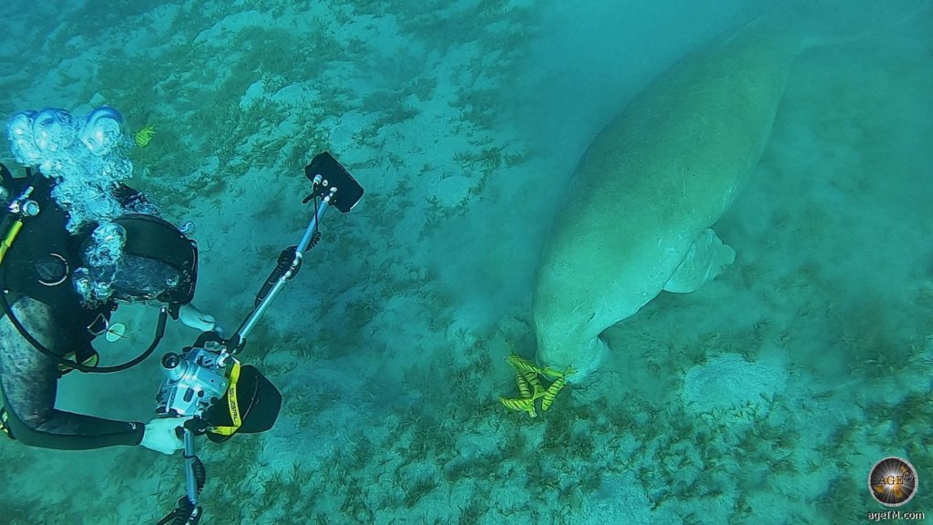 Taucher mit Seekuh (Dugong) im Roten Meer bei Marsa Alam Rotes Meer Ägypten