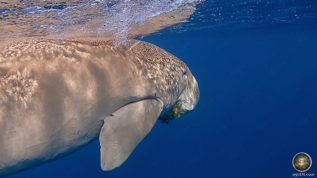 Dugong (Seekuh) beim Schnorcheln in Abu Dabbab Marsa Alam Rotes Meer Ägypten