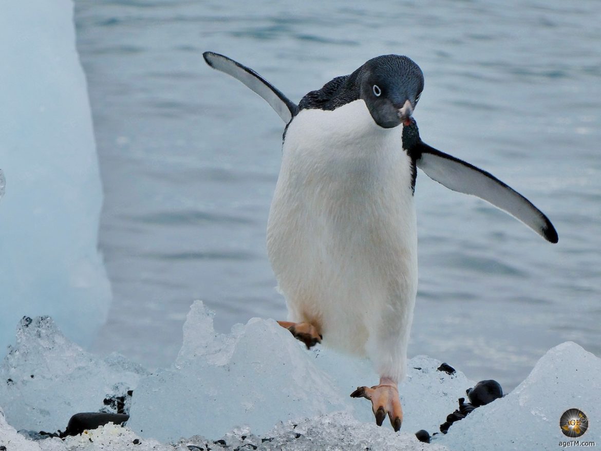 Ein Adeliepinguin (Pygoscelis adeliae) beim Antarctic Sound balanciert auf Eis.