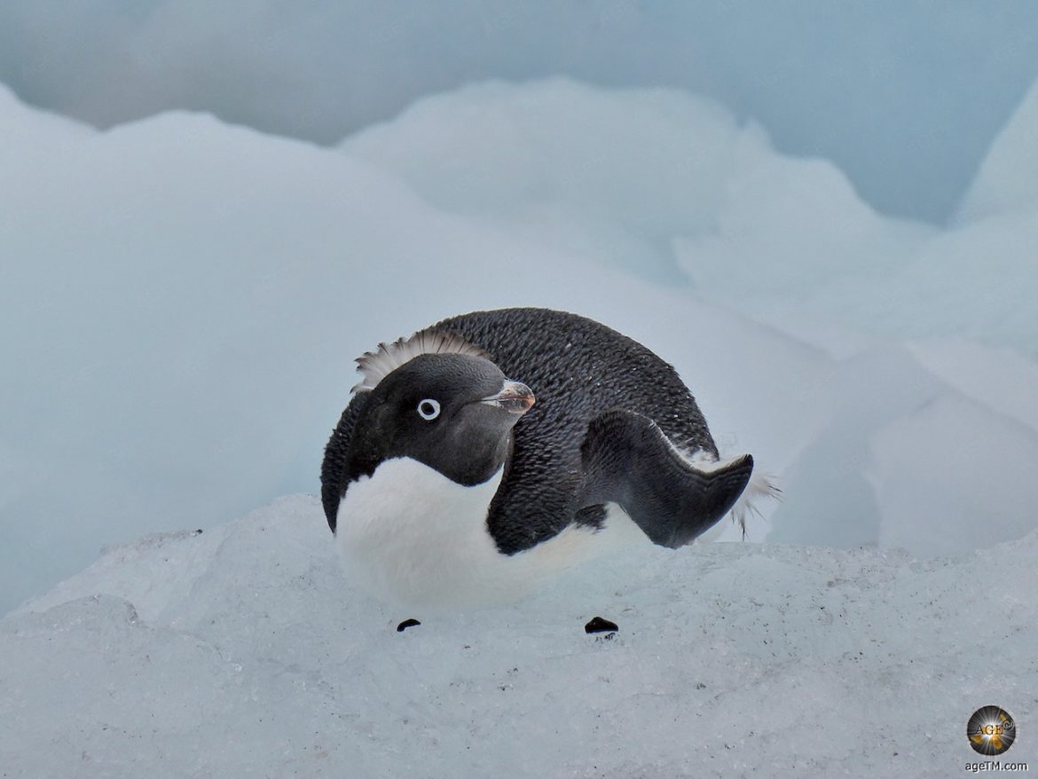 Adeliepinguin (Pygoscelis adeliae) in der Antarktis - Poseidon Expeditionsreise auf der Sea Spirit