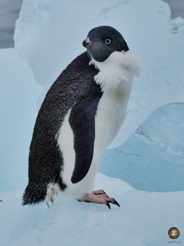 Adeliepinguin (Pygoscelis adeliae) im Eis der Antarktis.