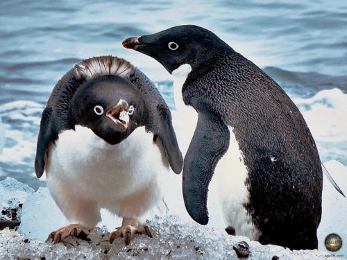 Adeliepinguine (Pygoscelis adeliae) in der Antarktis mit Eisklumpen im Schnabel.