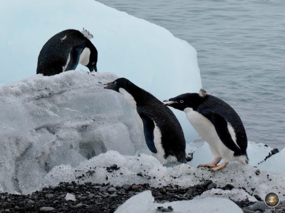 Eine Gruppe Adeliepinguine (Pygoscelis adeliae) frisst Schnee in der Antarktis.