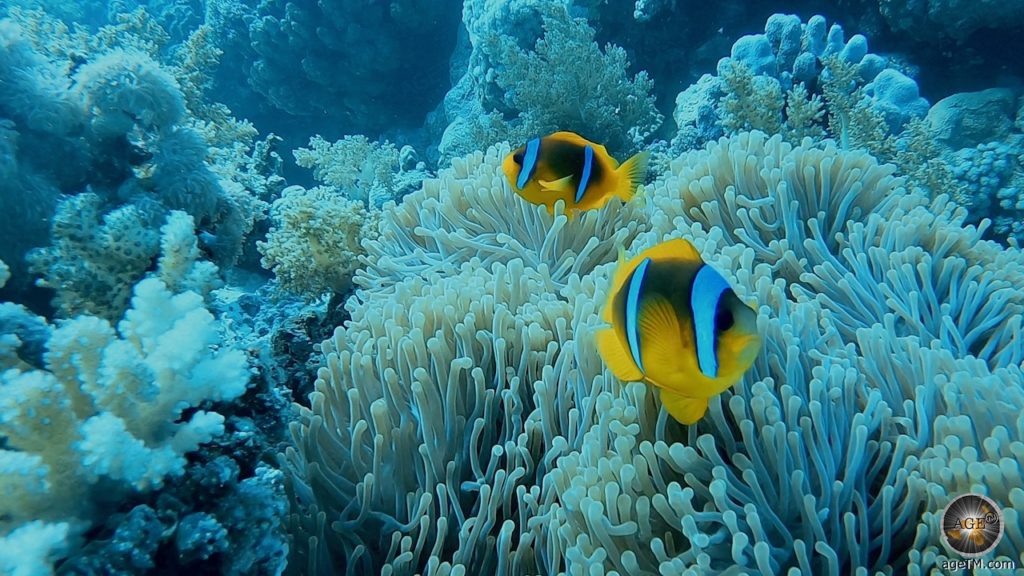 Anemonenfische (Amphiprion) Tauchen in Marsa Alam - Tauchurlaub Rotes Meer Ägypten