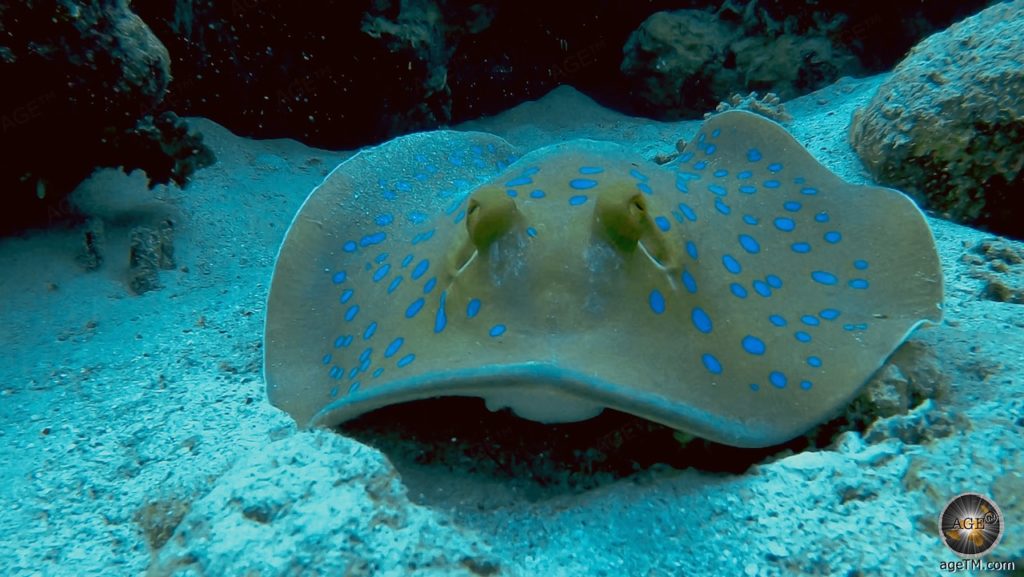 Blaupunktrochen (Taeniura lymma) beim Tauchen in Marsa Alam - Tauchurlaub Rotes Meer Ägypten