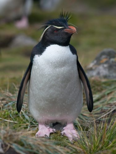 Der Felsenpinguin (Eudyptes chrysocome) Familie der Pinguine (Spheniscidae) Innerhalb der Gattung der Schopfpinguine ist der Felsenpinguin die kleinste Art